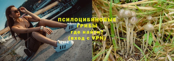 прущие грибы Алзамай